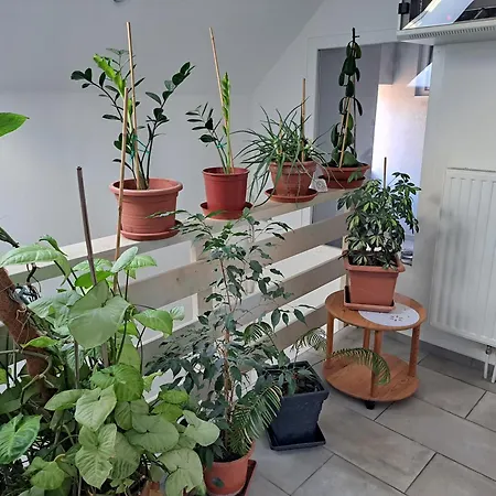 Ubytování v soukromí Amália Piest'any